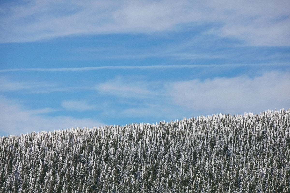Papier Peint Paysage - Forêt Montagneuse Enneigée