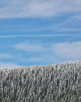 Papier Peint Paysage - Forêt Montagneuse Enneigée