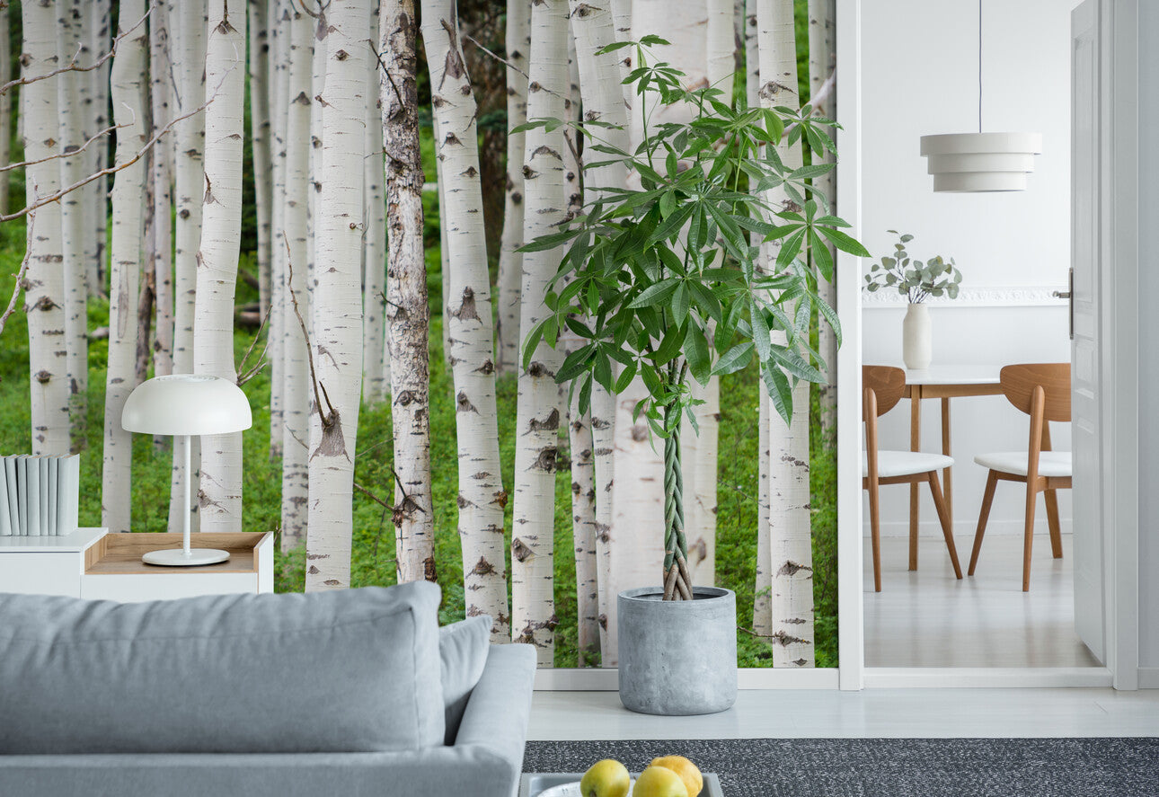 Forest Wallpaper - White Birch Trunks