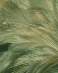 Foliage Wallpaper - Delicate Feathers in Pastel Green