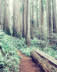 Nature wallpaper – tree stump in the forest