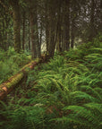 Papier Peint Paysage - Forêt Arbre Ecrouler
