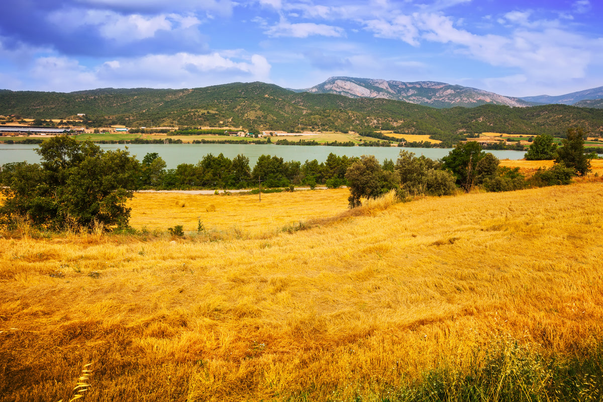 Landschaftstapete - Goldenes Feld am Fuße der Berge