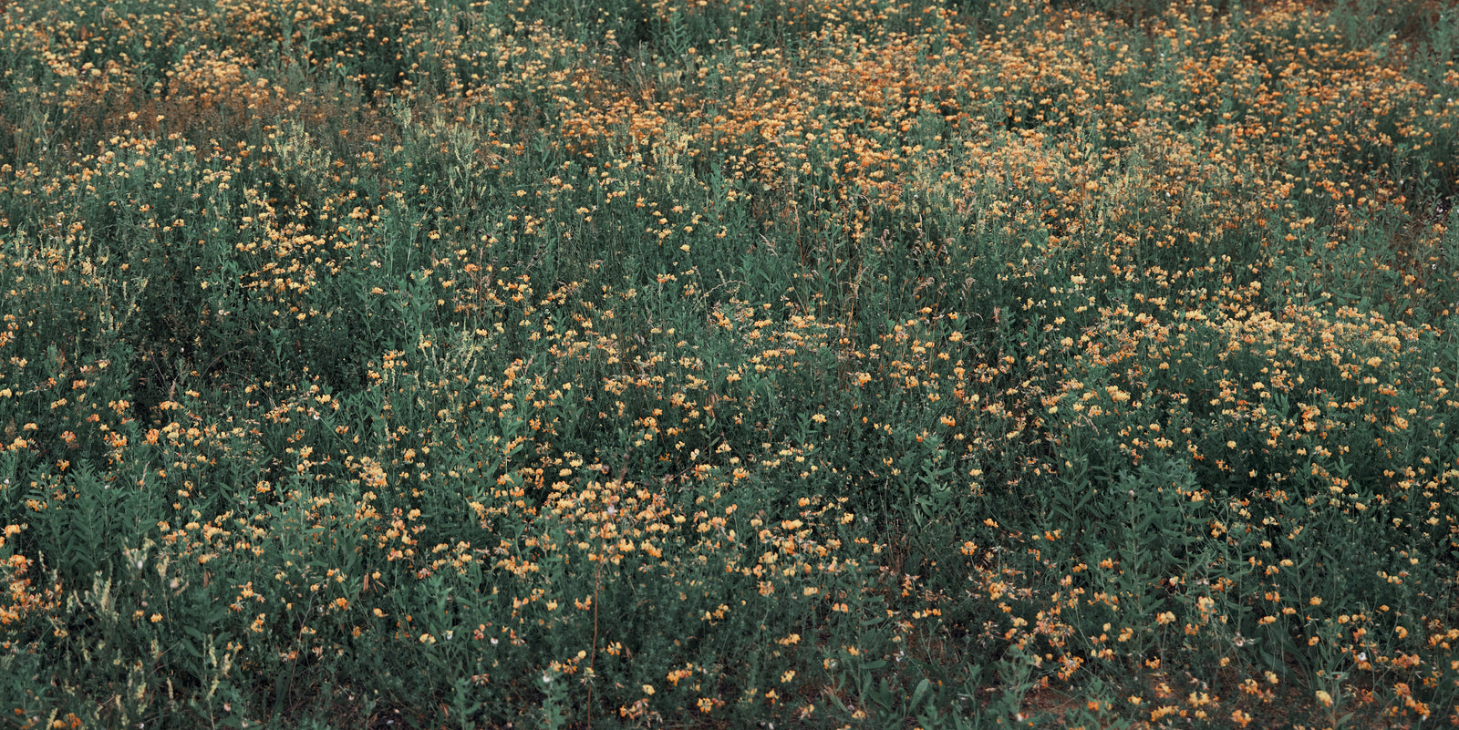 Papier peint campagne - prairie sauvage embrumée