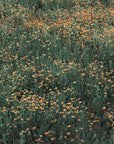 Papier peint campagne - prairie sauvage embrumée