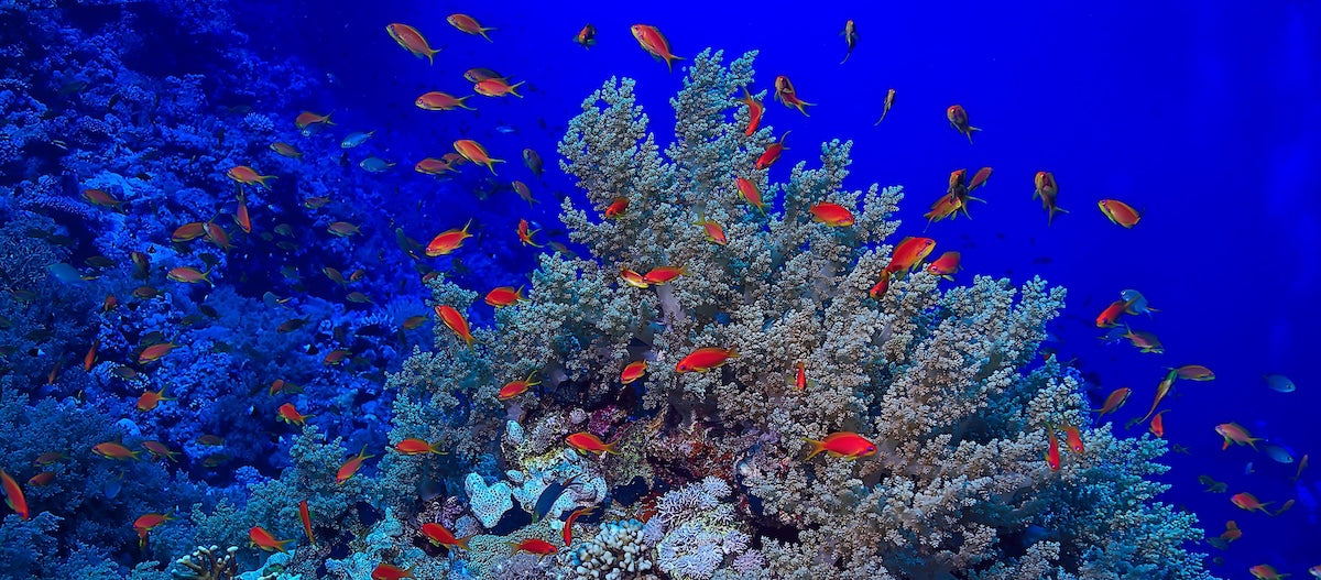 Papier peint nature - banc de poissons tropicaux autour des coraux