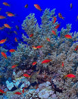 Papier peint nature - banc de poissons tropicaux autour des coraux
