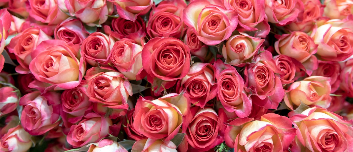 Papier peint fleuri - massif roses rouges