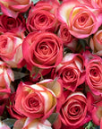 Papier peint fleuri - massif roses rouges
