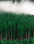 Papier Peint Forêt - Sapins et Nuages