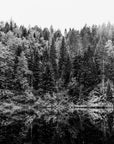Papier Peint Forêt - Reflets Sombres en Clairière