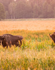 Papier Peint Nature - Prairies Et Bisons