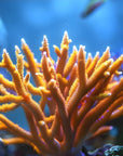 Papier peint nature - corail orange éclatant sous la mer