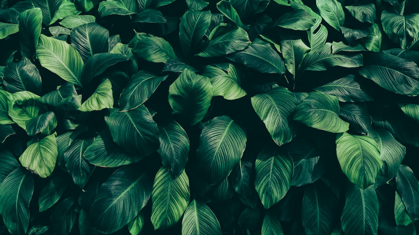 Papier Peint Feuillage - Feuilles Larges Verdoyantes