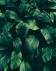 Foliage Wallpaper - Large Green Leaves
