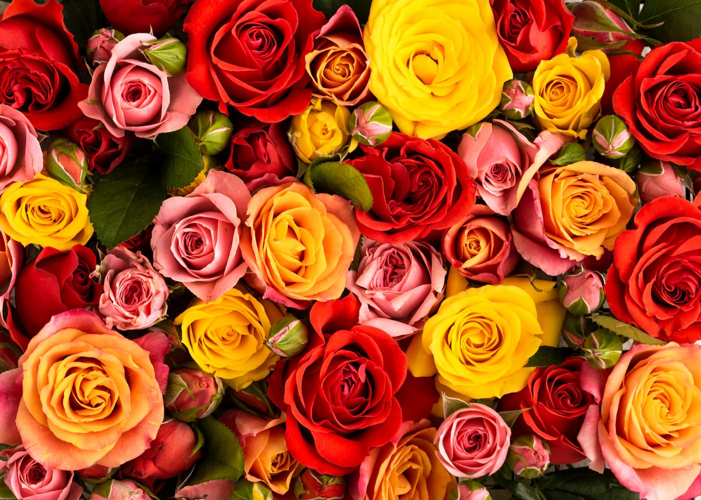 Floral Wallpaper - Bouquet of Vibrant Roses
