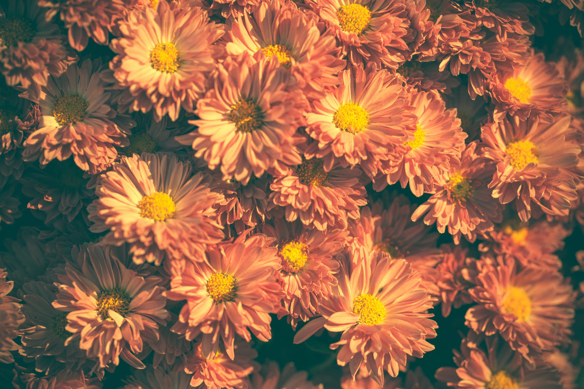Papier peint fleuri - Rose et jaune sur fond sombre