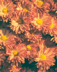 Papier peint floral – Fleurs rosées lumineuses
