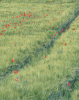 Landscape wallpaper – Poppy field