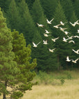 Papier peint animaux - envolée d'oiseaux sur la forêt
