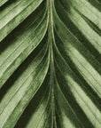 Foliage Wallpaper - Structured Leaf Pattern