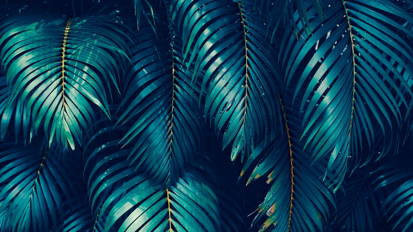 Papier Peint Feuillage - Frondaisons Tropicales Bleu Nuit