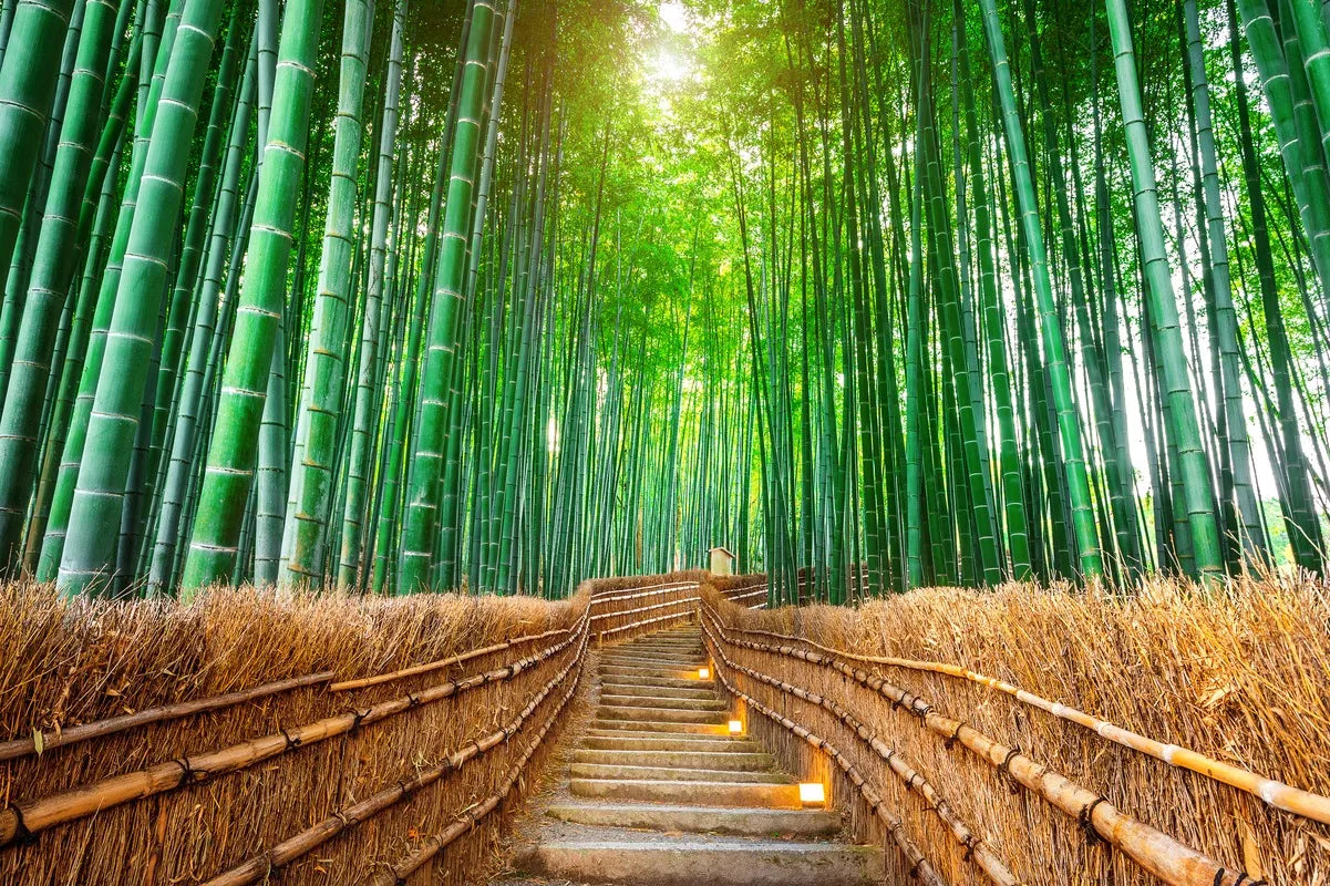 Japanese Wallpaper - Bamboo Alley