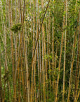 Papier Peint Japonais - Forêt de Bambous