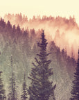 Nature wallpaper – misty forest with soft lighting