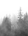 Black and White Wallpaper - Fir Trees in the Mist