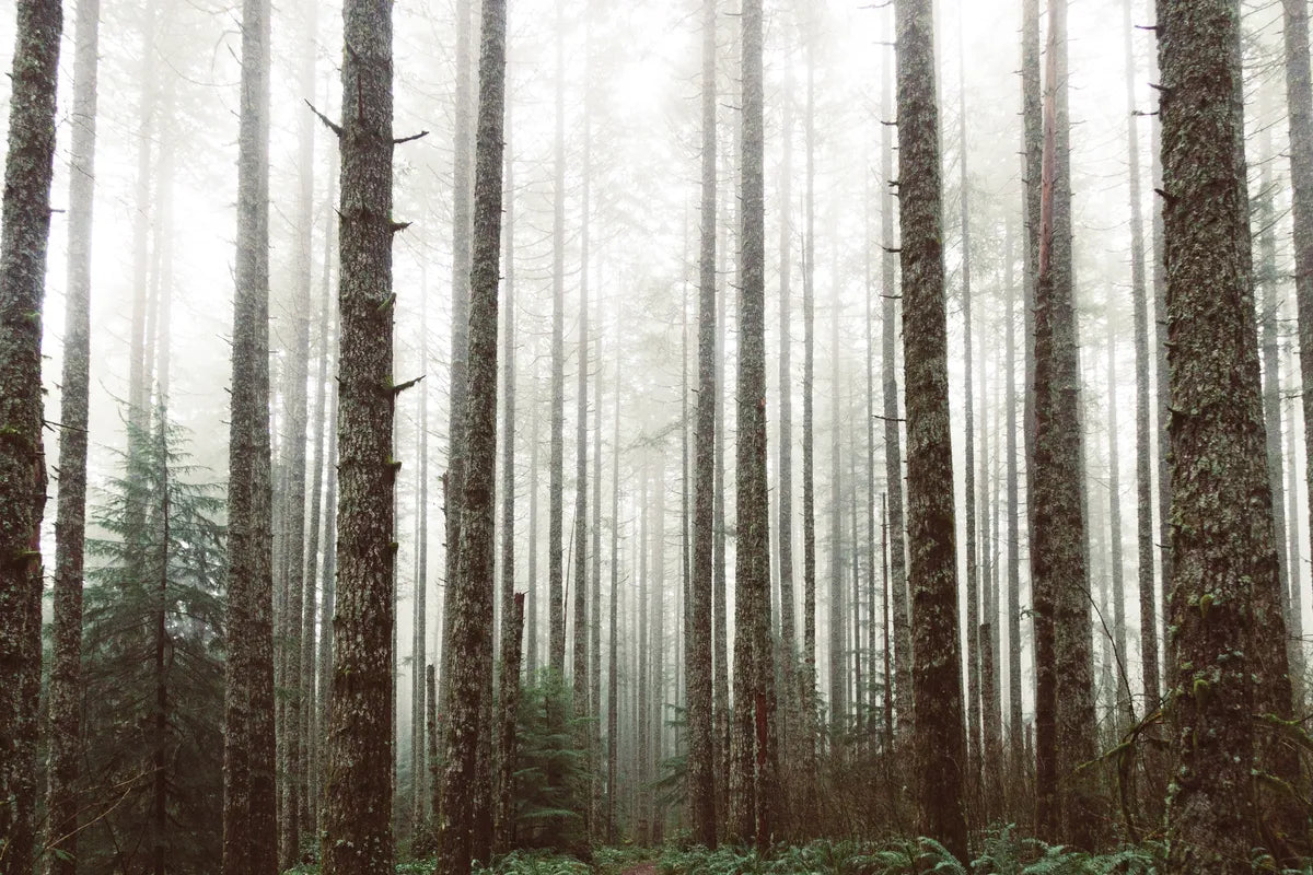 Forest Wallpaper - Misty Pines