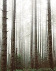 Papier Peint Forêt - Pins Brumeux