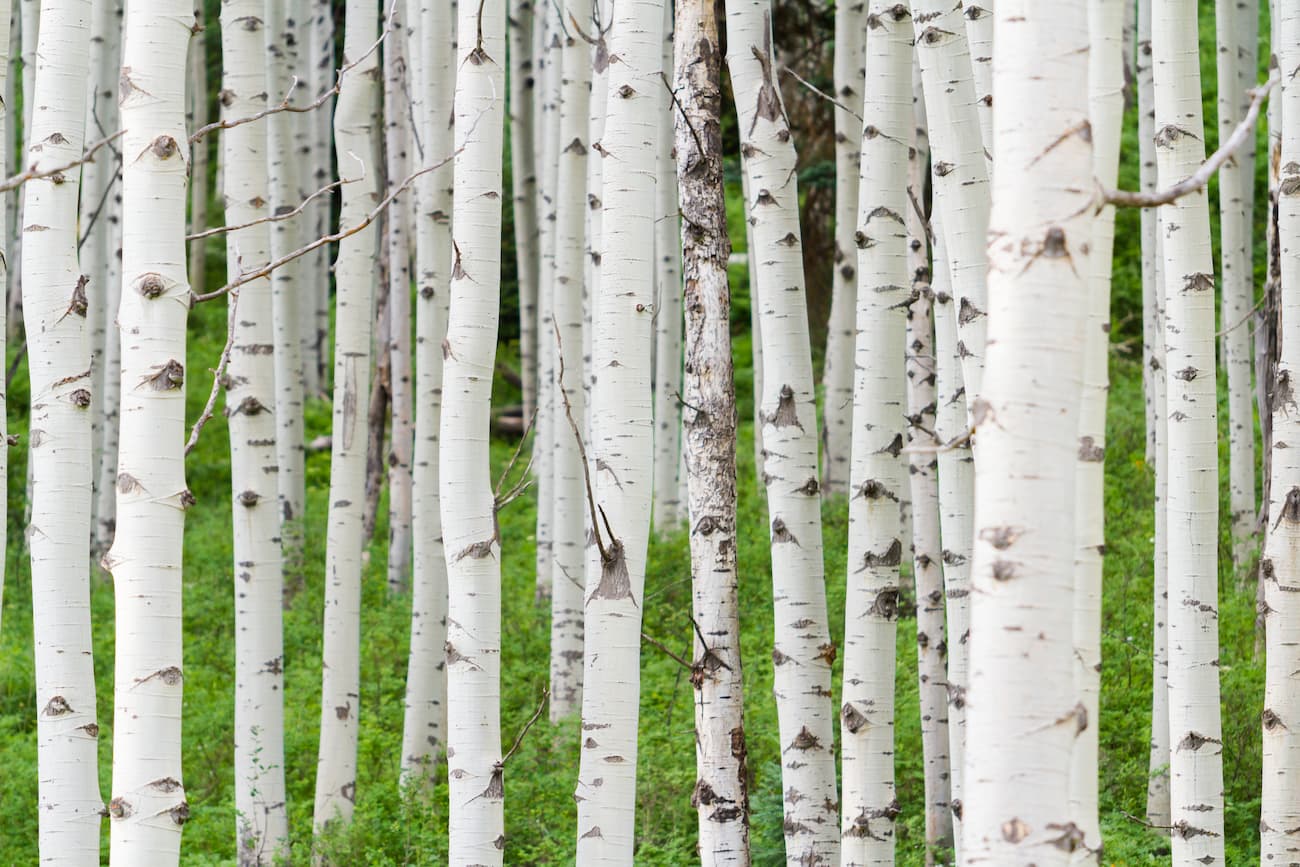 Forest Wallpaper - White Birch Trunks