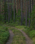 Forest Wallpaper - Walk in the Deep Forest