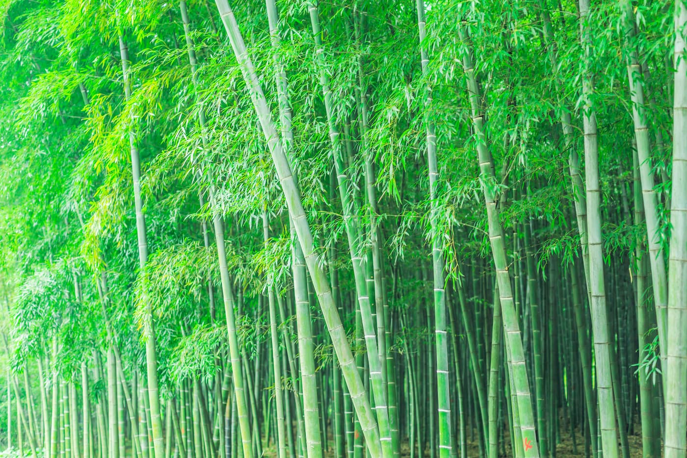 Japanese Wallpaper - Serenity Bamboo