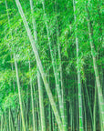 Japanese Wallpaper - Serenity Bamboo