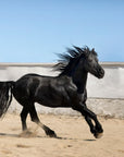 Papier Peint Animaux - Cheval Noir Majestueux
