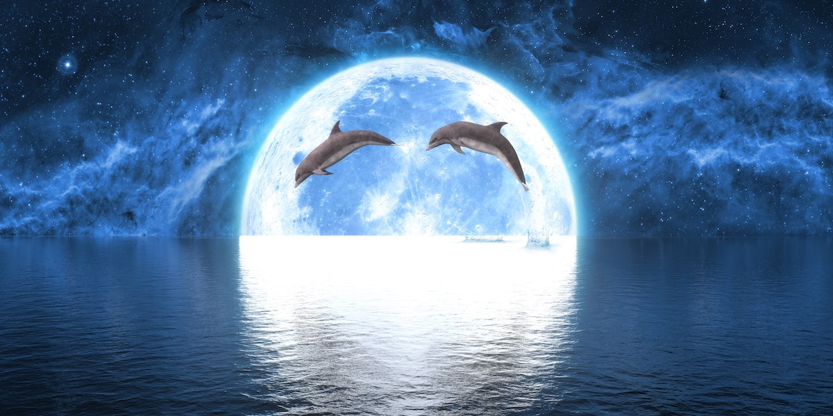 Papier peint animaux - dauphins sous la lune