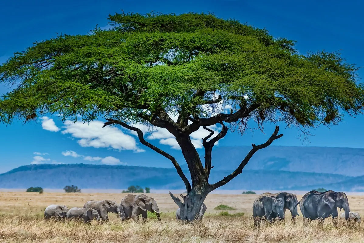 Landscape Wallpaper - Elephant Savannah