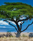 Landscape Wallpaper - Elephant Savannah