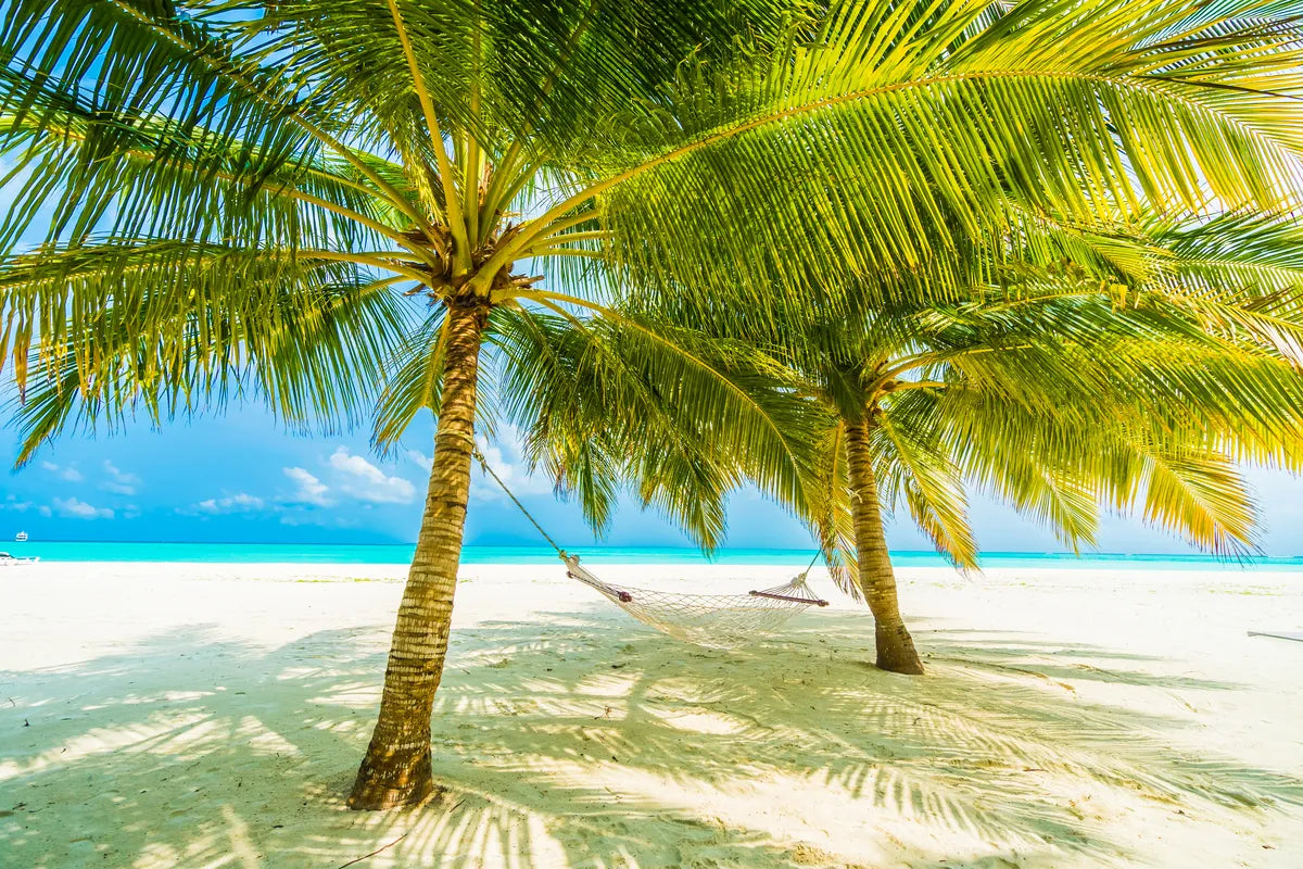 Tropical Wallpaper - Beach and Palm Trees