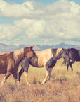 Papier Peint Nature - Chevaux Dans La Vallée