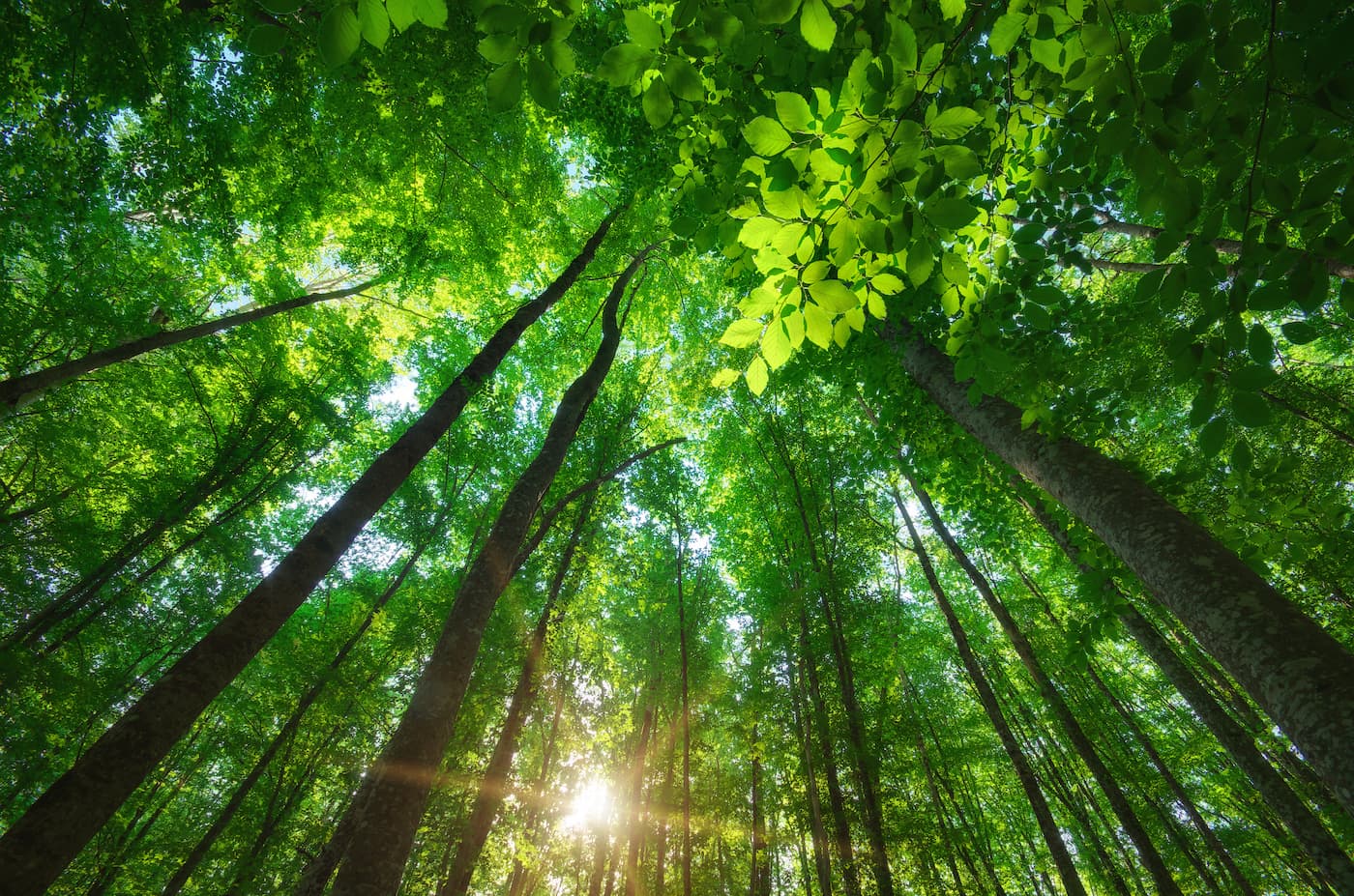 Forest Wallpaper - Green Canopy