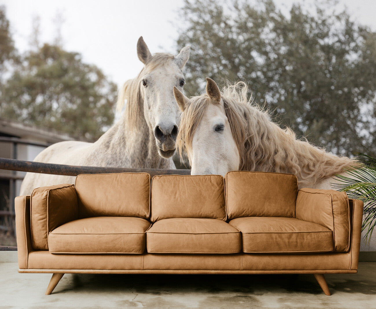 Animal Wallpaper - Majestic Horses in the Meadow