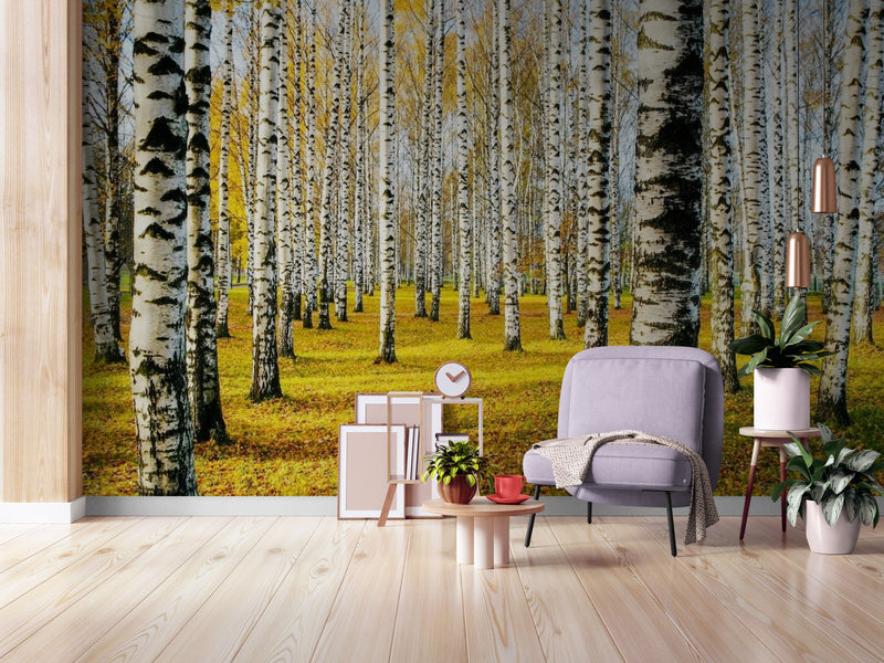Papier Peint Paysage - Forêt De Bouleaux