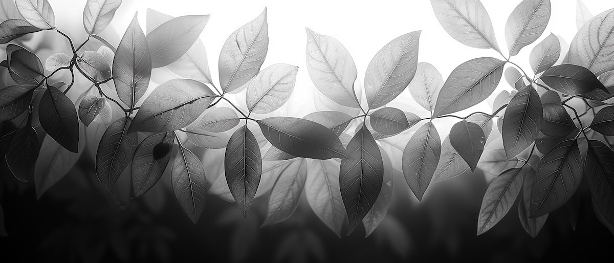 Papier peint nature - branches d'arbres en noir et blanc