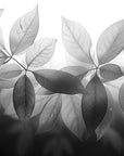 Papier peint nature - branches d'arbres en noir et blanc