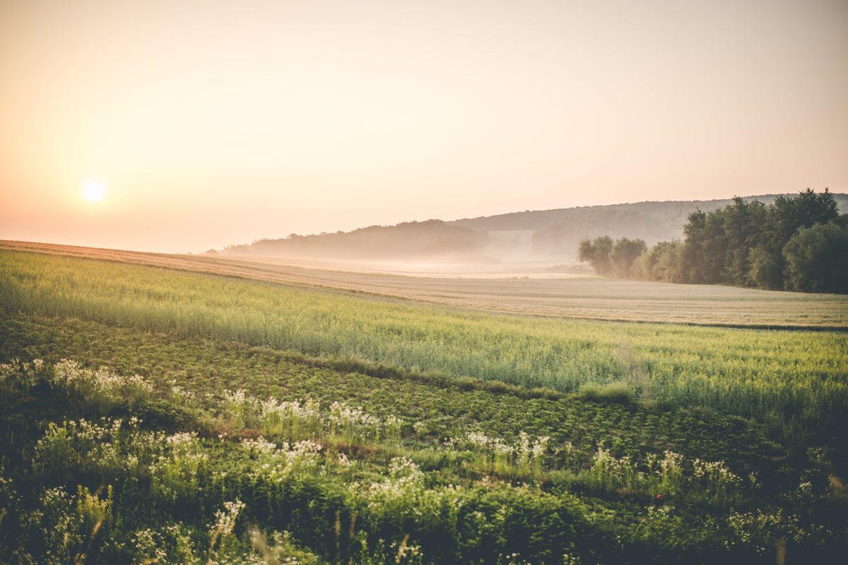 Natur-Tapete - Sonnenaufgang im Nebel