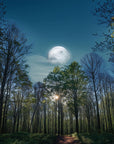 Papier Peint Paysage - Pleine Lune À Travers La Forêt