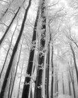 Papier Peint Paysage - Arbres Noir Et Blanc